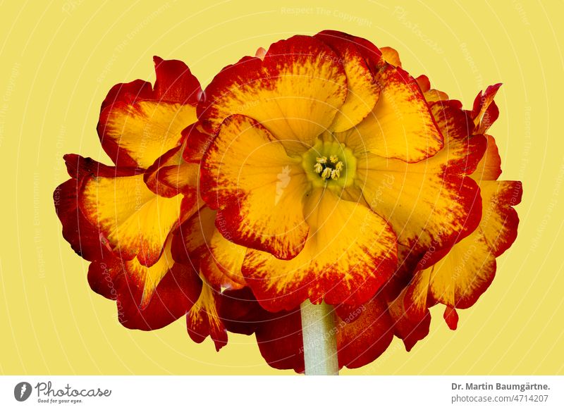 Yellow red tiered primrose against yellow background - garden primrose, inflorescence in spring Plant Flower Primrose Tiered primrose Garden primrose