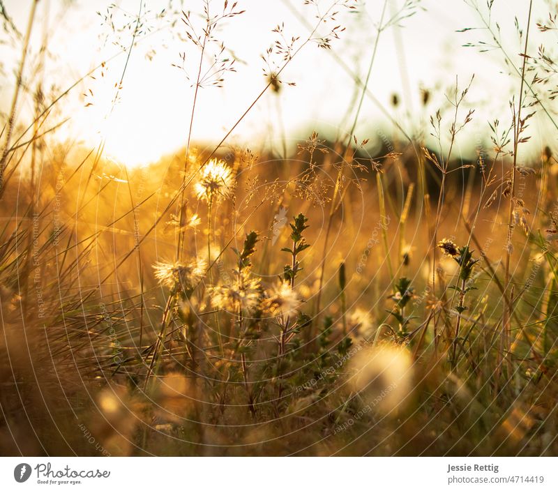 Golden Meadow Meadow flower meadow flowers meadow plants golden hour golden light goldenlight