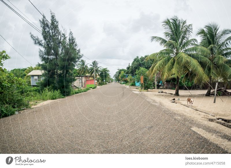 Calm main street through local village in Hopkins, Belize belize hopkins path tropical road summer nature sun sand blue palm travel landscape sea caribbean bay