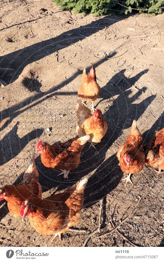 small group of chickens and their shadows animals Farm animals fowls Laying hens Fenced in beautiful weather sunshine Shadow Wire bare soil Brown bovans