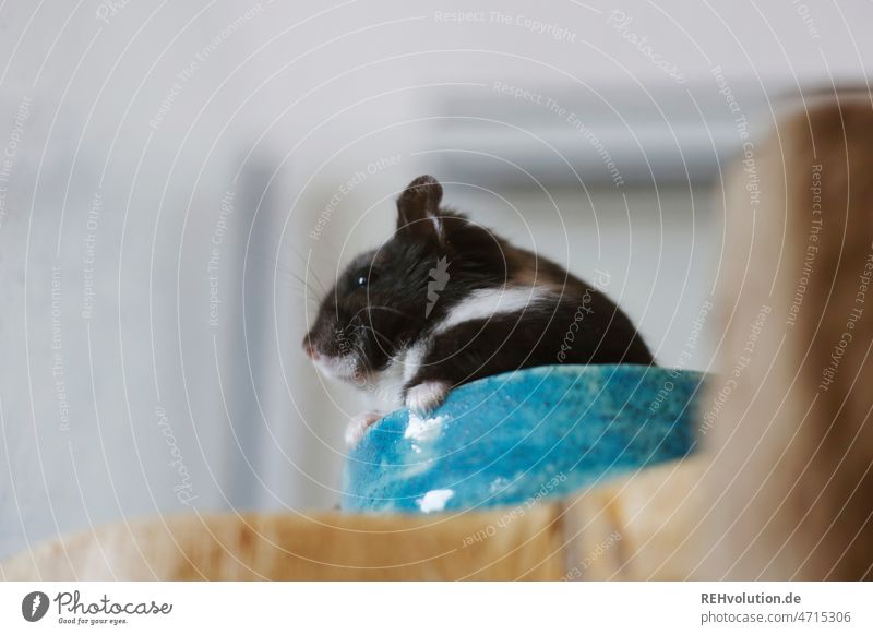 black dwarf hamster in a bowl Hamster Rodent Mammal cute Small Animal Cute Pet Diminutive Pelt Animalistic Sit shell chequered blurred background