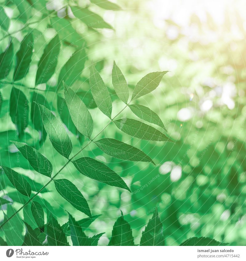 green tree leaves in springtime branches leaf nature natural foliage textured background beauty fragility freshness season summer summertime sunlight