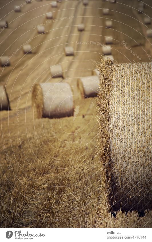 Straw bales on the stubble field Bale of straw Stubble field Straw Harvest Field Summer Agriculture