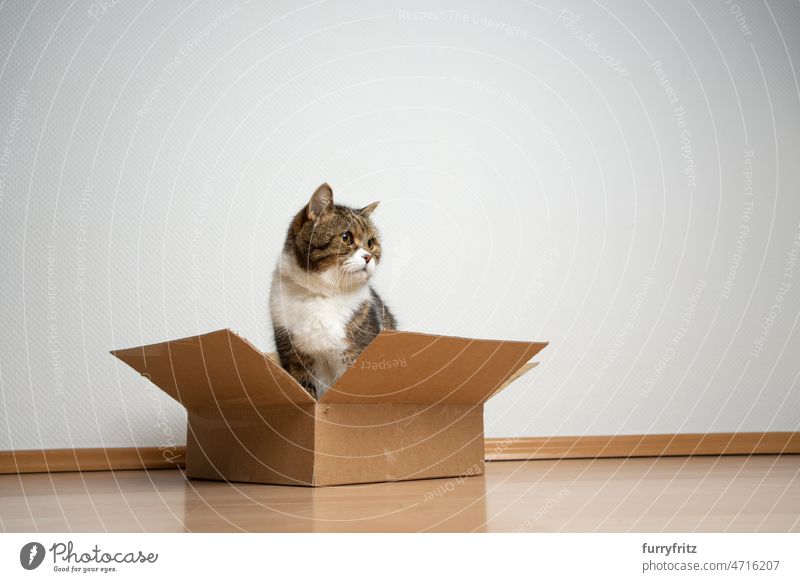 cat sitting inside of small sized cardboard box on the floor pets feline domestic cat fur british shorthair cat tabby white copy space inside looking out