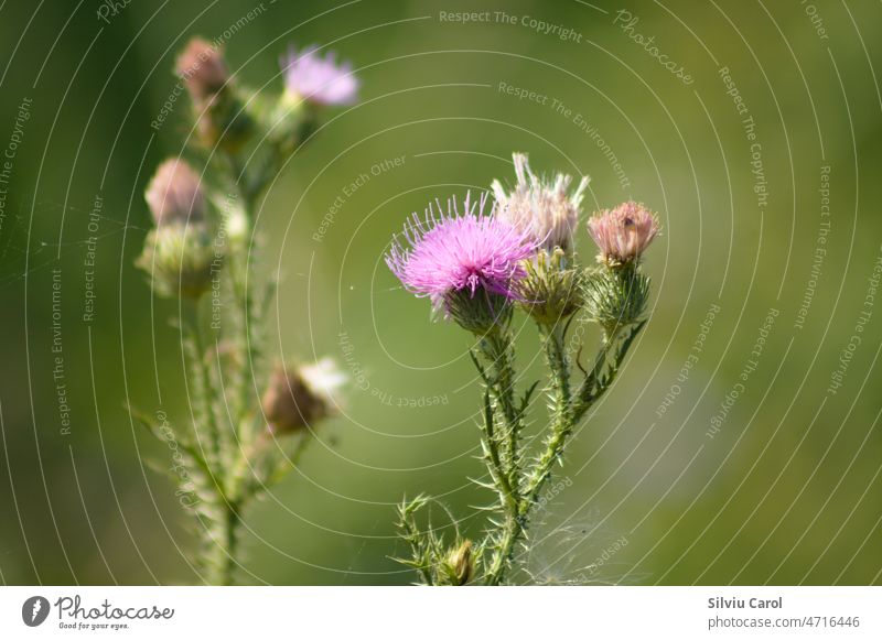 Spiny plumeless thistle in bloom closeup view with green blurred background meadow blossom flora thorny wild plant purple nature colours healthy spring flower