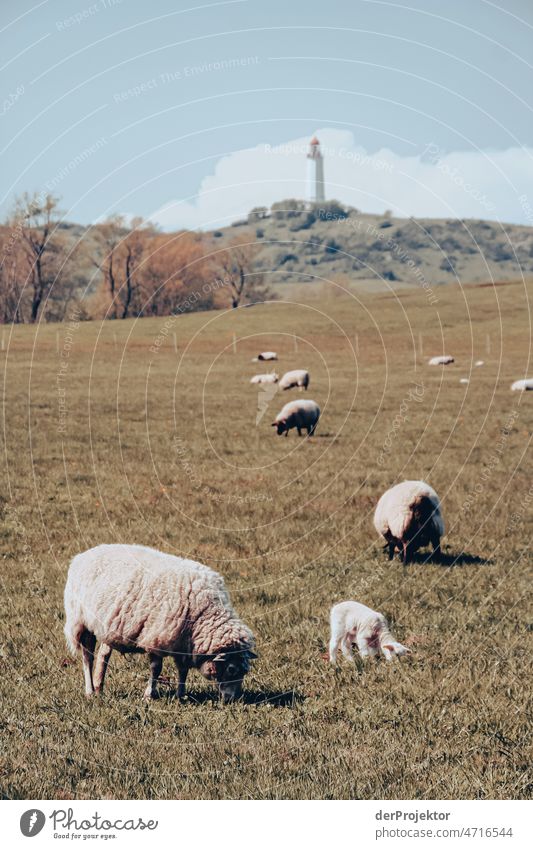 Flock of sheep on a field on Hiddensee with lighthouse Full-length Animal portrait Panorama (View) Long shot Central perspective Deep depth of field Sunbeam