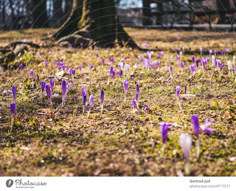 Crocus blossom on the meadow in front of a tree Flower Flowers and plants Blossom Color purple Spring flowers Nature Plant Colour photo Garden Blossoming