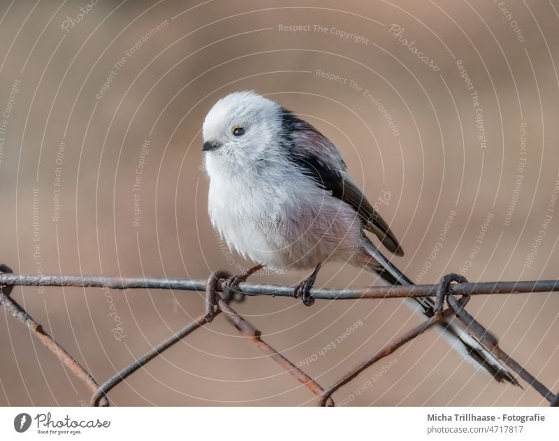 Tail tit on the fence Long-tailed Tit Aegithalos caudatus Head Eyes Beak Plumed Feather Grand piano Claw Bird Wild animal Tit mouse Observe naturally Looking