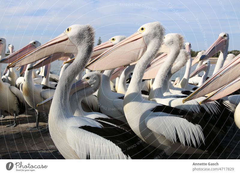 Pelicans waiting Bird Beak Animal Nature Wild animal