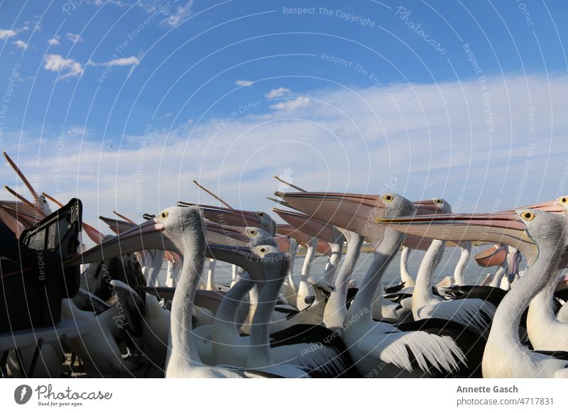 Pelicans waiting for your feeding Nature Bird Animal Beak Wild animal