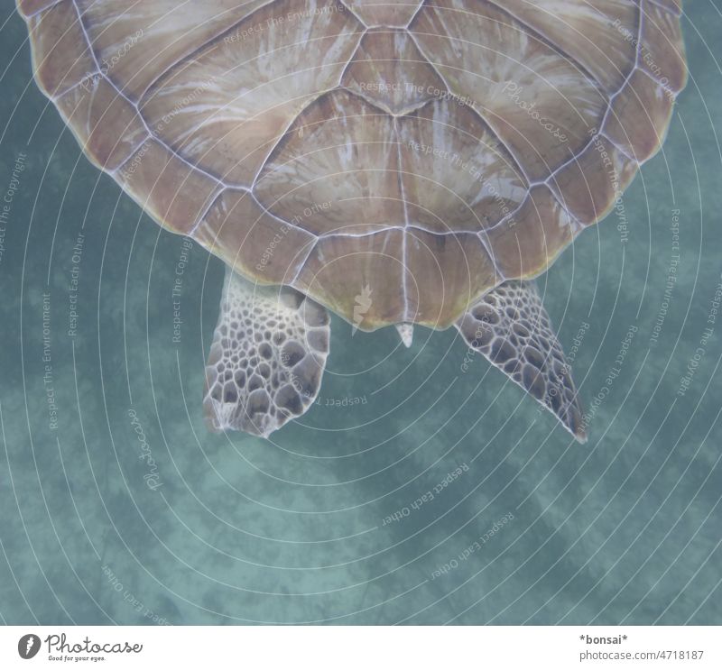 green turtle shell pattern