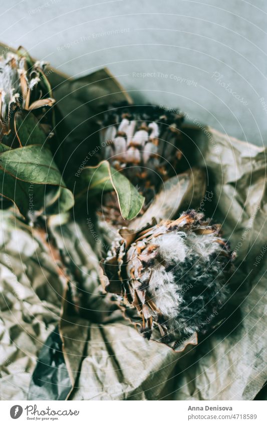 Dry protea flowers dry dry flowers sugarbushes dried protea flower dried flowers tropical nature withered big unusual exotic design bloom botanical branch