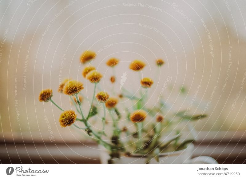 yellow flower macro shot bouquet of flowers Mother's Day mother's day gift Flower Blossoming Close-up Bouquet Flower vase Yellow Near pretty Analog Retro