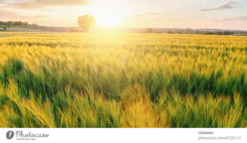 fresh Wheat flied with tree at sunset with clouds, agriculture concept image field wheat farm harvest panorama landscape farmland cereal corn grain countryside