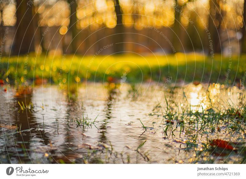 Puddle on meadow with reflection of trees in sunlight Grass Deluge Reflection Meadow Park Retro Analog movie vintage Colour photo Old Exterior shot Deserted