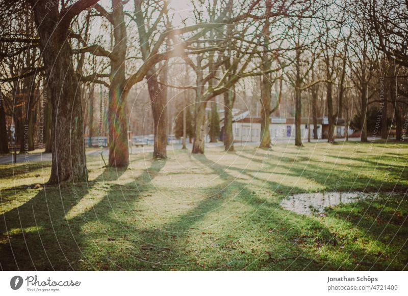 Küchwald meadow edge backlit trees Meadow Forest Bleak Winter Green Gray Brown Back-light off Park Küchwaldpark Küchwaldwiese Analog Retro movie vintage Nature