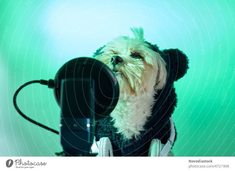Maltese dog with micro and headphones, with copy space maltese people animal Downward puppy Studio shot indoors Cute funny Microphone Headphones Podcast