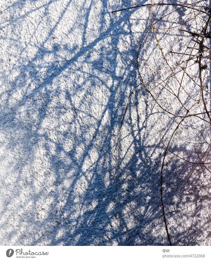 Light and color play branches in front of plastered house wall Branchage Winter Light and shadow play colourful shadows purple Blue Progress texture