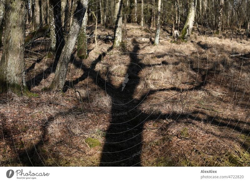 Woodland in autumn sunlight with the shadow of a large tree clearly visible on a light forest floor area Forest Autumn Tree trees Shadow shadow cast Sunlight