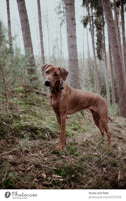 Young Rhodesian Ridgeback in the cloudy forest Hound Forest ridgeback walk Hunting Walk the dog Pet Mammal Colour photo Exterior shot To go for a walk Dog