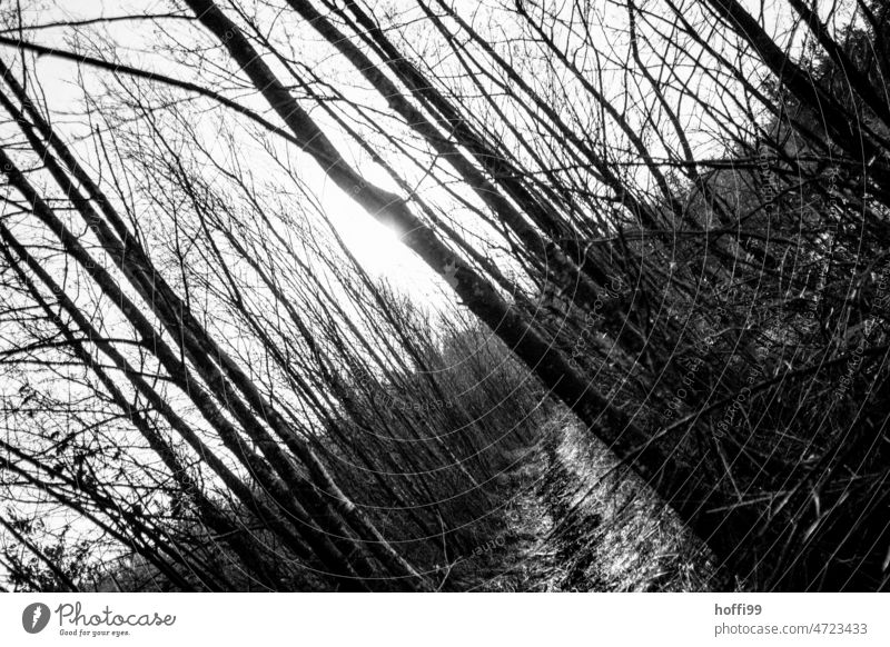 sloping path through a forest against the sun Abstract Escape Forest Horizon Back-light waffle Inclined position Freedom Threat Uncertain future uncertainty