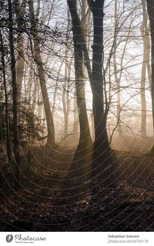 Morning sun shines in misty winter forest between tree trunks Forest Fog Tree Sun Winter Light foliage Sunrise Autumn Sunbeam Nature Landscape jet Scene pretty