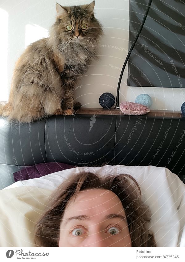 Teakettle | Having a hangover (I'm lying in bed and I hear a purr. Good morning man! Time to get up!) Cat Soft Cat's head Looking ears snort Woman Head hair