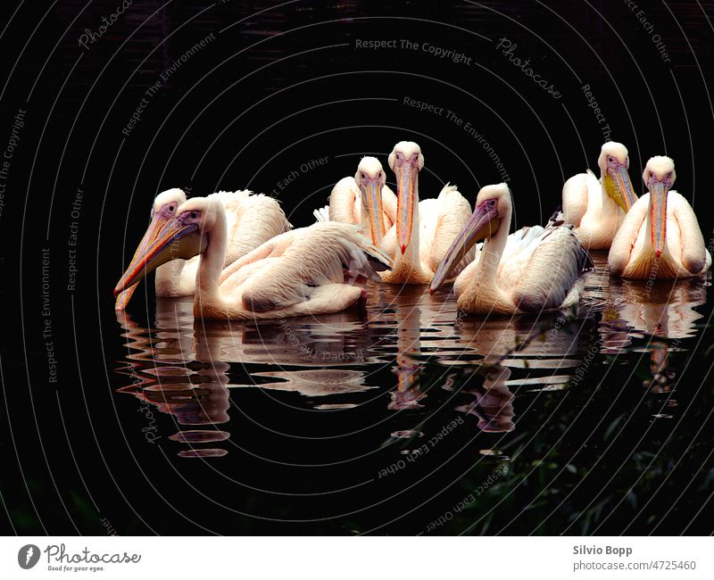 Pelican Bird water nature lake animal cygnus white pelican wildlife bathing river flocks pond beak feather goose group beautiful duck pelicans swim