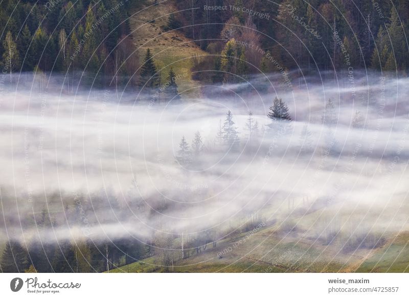 Woodland in clouds of fog. Spring landscape. Forest on hills. Rural Ukraine Carpathian mountains sunrise. forest wood woodland tree nature spring mist haze