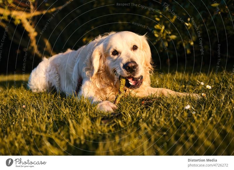 Funny golden retriever biting and playing with a stick in a green field grass golden retriever isolated funny animals dog cute breed nature canine portrait