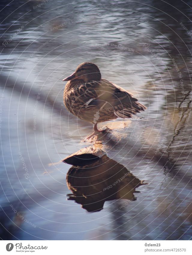 Duck and reflection in Cappenberg lake Lake Mirror image Nature Exterior shot Colour photo Water Deserted Animal Animal portrait Reflection
