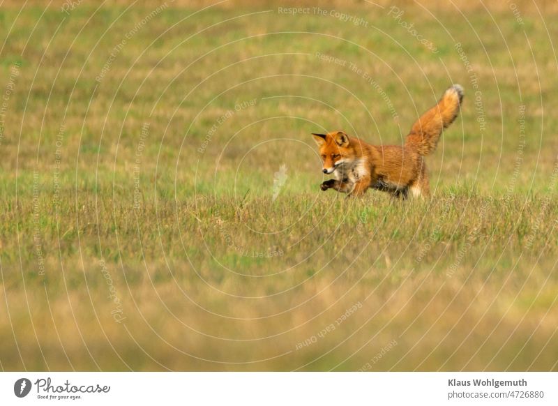 Gretchen Fox Animal - a Royalty Free Stock Photo from Photocase