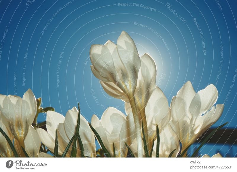 upward trend Spring Flower Nature Exterior shot Close-up Colour photo Plant Blossom Crocus flowers blossom Bright Colours pretty Meadow vernally Sun White