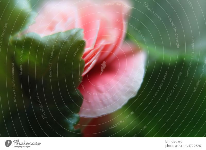 Delicate blossom pink Leaf leaves Smooth erotic blurred Plant rosy Nature background