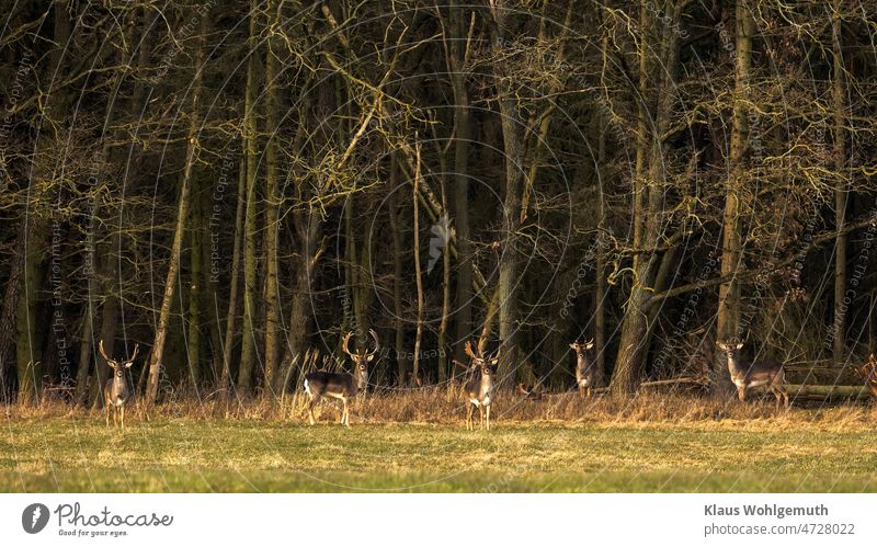 5 fallow deer stand in the evening sun on a forest meadow in front of the gloomy forest and watch the distant photographer shoveler antlers Forest Meadow Glade