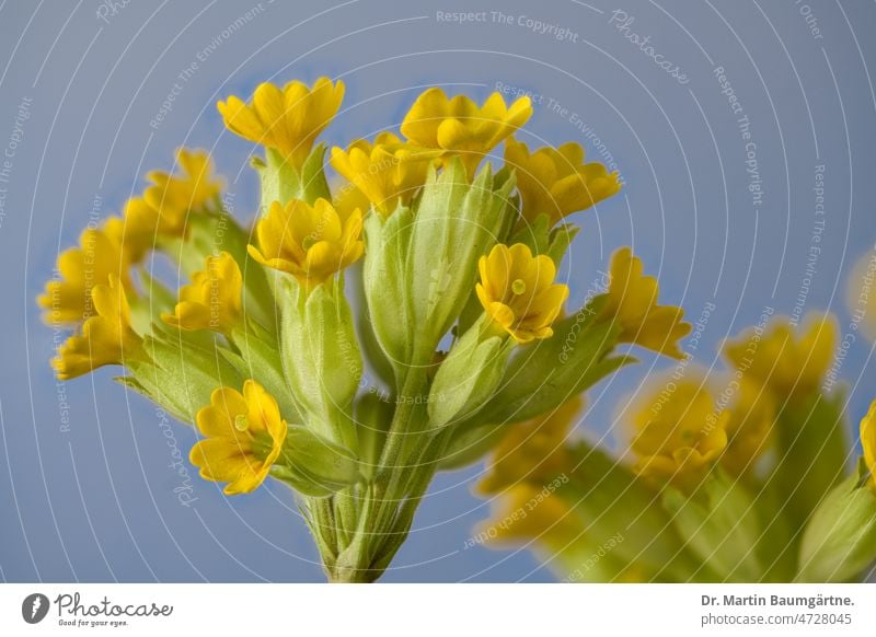 Yellow primrose against blue gray background - garden primrose, inflorescence in spring Plant Flower Primrose Garden primrose Primrose variety Blossom blossoms