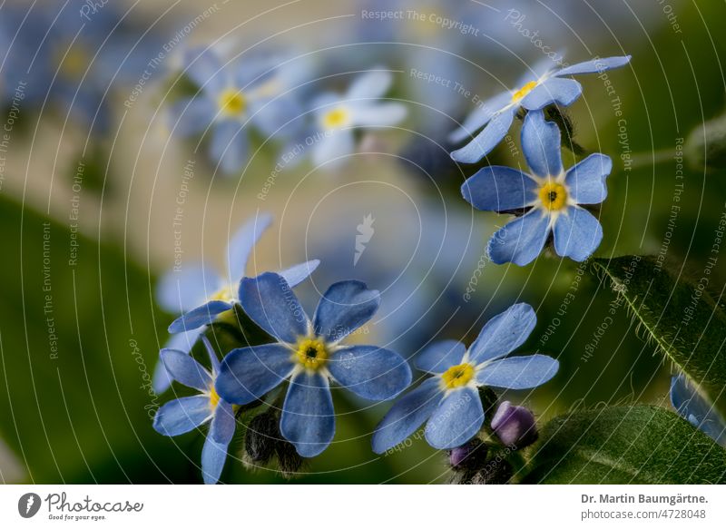 Myosotis silvatica, wood forget-me-not, composing Forget-me-not Plant Flower Blossom blossoms Blossoming Blue Small Rough leaf plants Boraginaceae