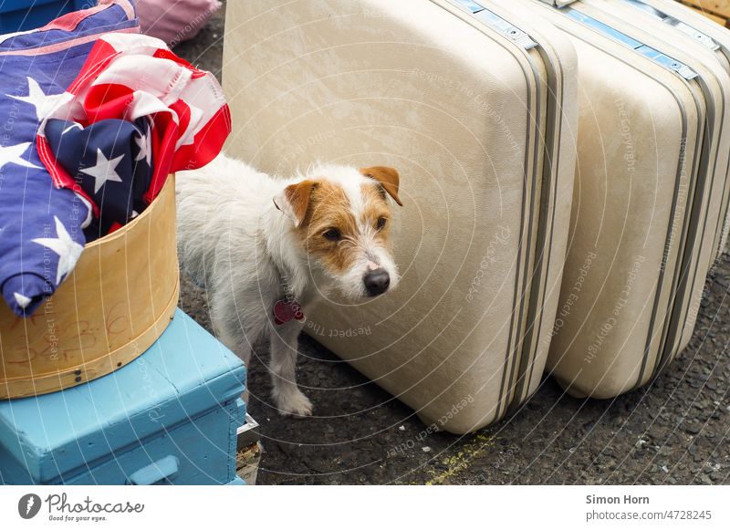 Dog between objects West Suitcase USA Pet Americas emigrate Flea market American flag American Flag Hiding place Luggage Wait Row Search image west awakening