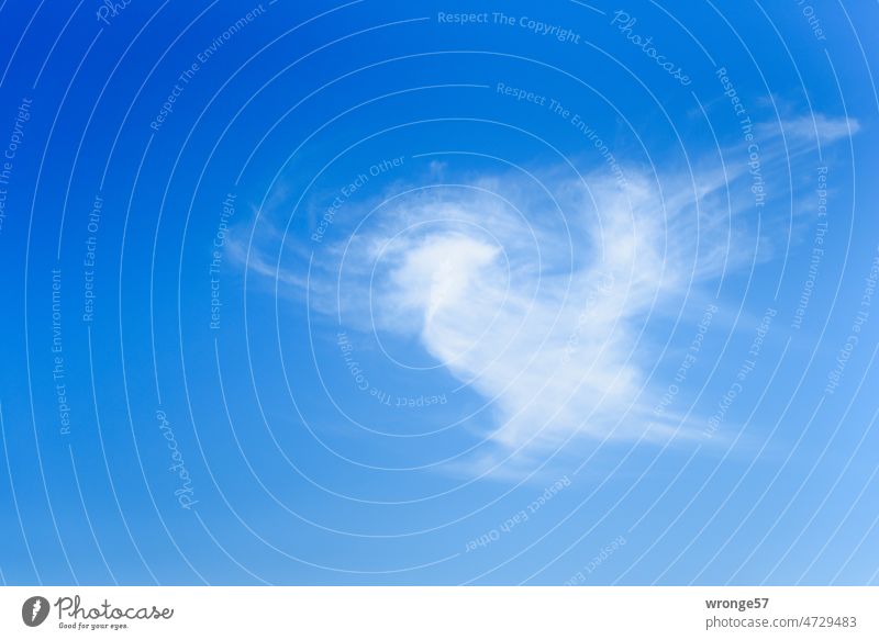 A cloud in the shape of a bird floats in the blue sky Clouds cloud formation Clouds in the sky Bird-shaped Sky Exterior shot Deserted Colour photo