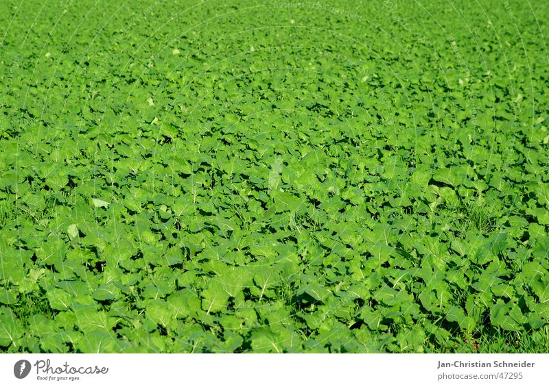 green Green Field Agriculture Growth Leaf Plant Sun Bright