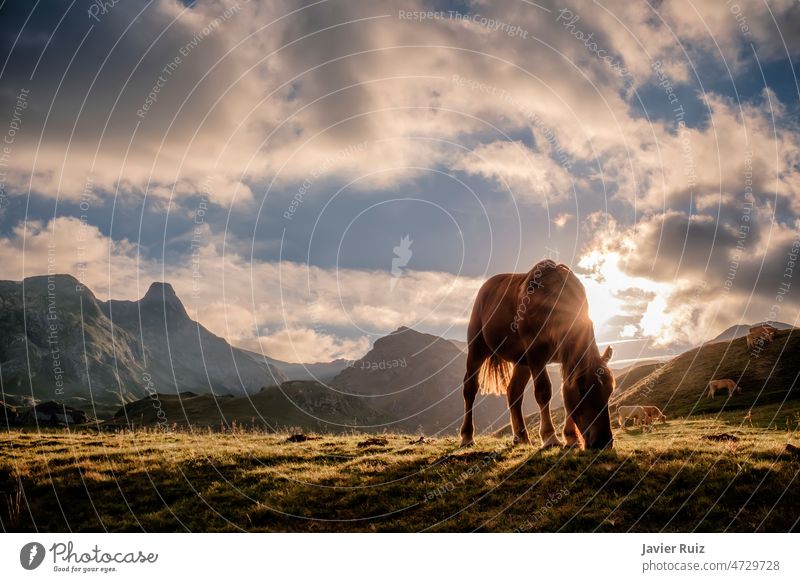 a horse in semi-freedom grazing peacefully at sunset in a mountain landscape, backlit by a horse in a Pyrenean pasture with the mountains in the background, copy space