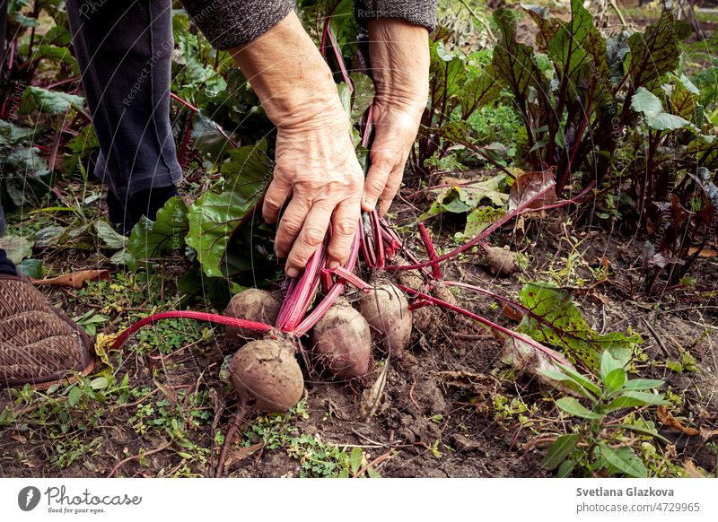 Hands of an elderly woman harvesting beetroot in the vegetable garden fall beets hands agriculture farm food green nature organic soil vegetarian farmer farming