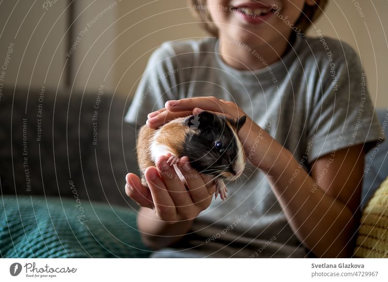 Pet lover portrait Cute child boy with his lovely small funny pet guinea pig at home Generation Z animals kid furry pet lover perfect pets brown curiosity hairy