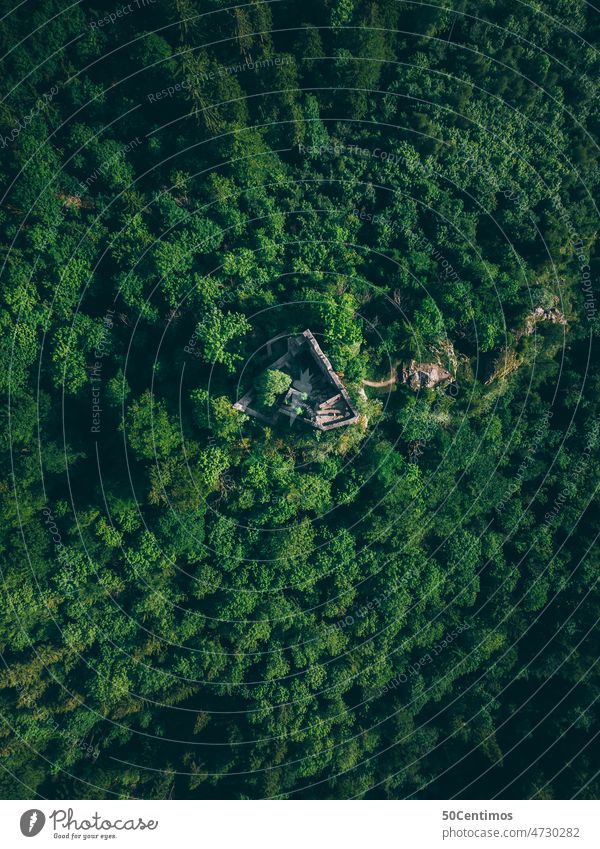 Abandoned castle in the forest Forest drone Exterior shot Nature Deserted Colour photo Landscape Environment Day Tree Peaceful Plant Relaxation UAV view