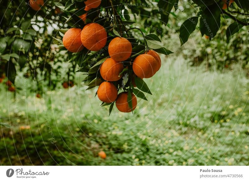 Oranges in the tree Orange juice Fresh freshness Organic produce Healthy Nutrition Healthy Eating Vitamin Food Colour photo citrus Fruit Vitamin C Juice fruit