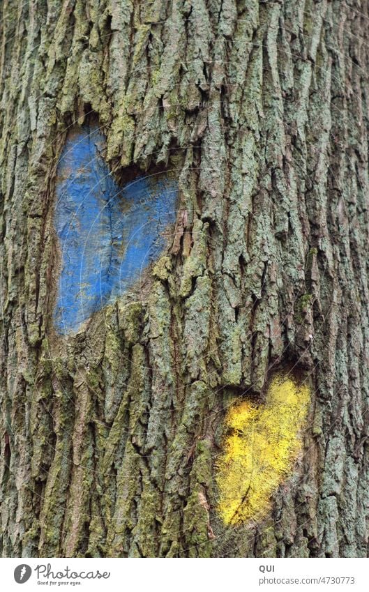 Two hearts in a tree bark...painted blue and yellow Tree bark Tree trunk Nature Wood Heart symbol Love Sign Graffiti Emotions Infatuation Declaration of love