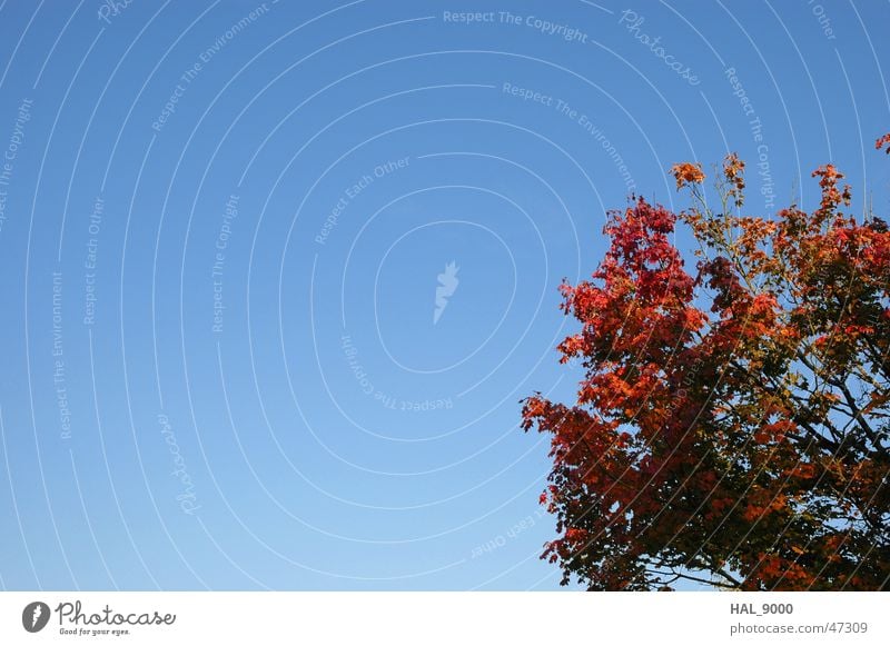 autumn thing Autumn Red Tree Maple tree Blue Sky Nature Beautiful weather