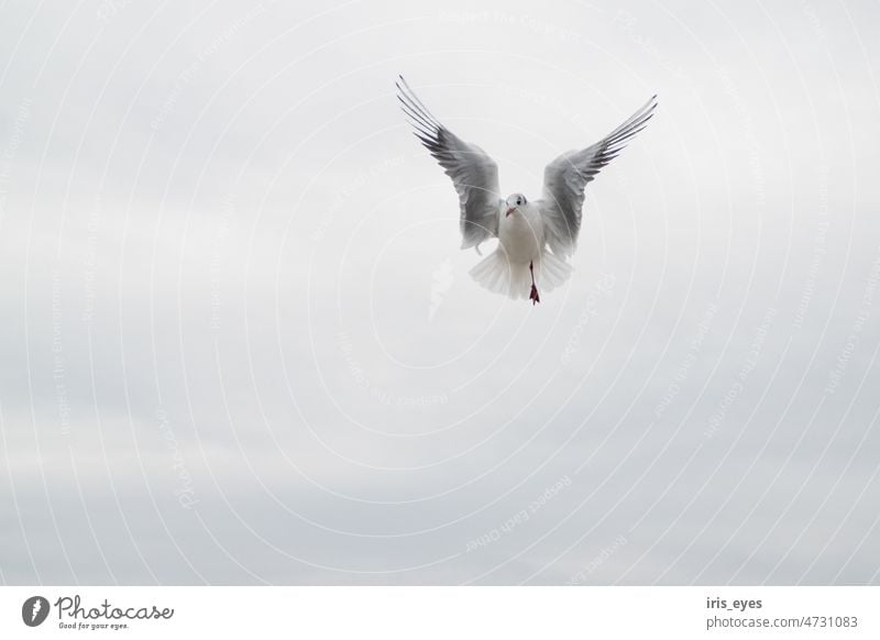 seagull in flight Seagull Bird Sky Ocean feathers Flying Grand piano Animal Beach Aviation Baltic Sea Freedom coast Vacation & Travel Nature Exterior shot