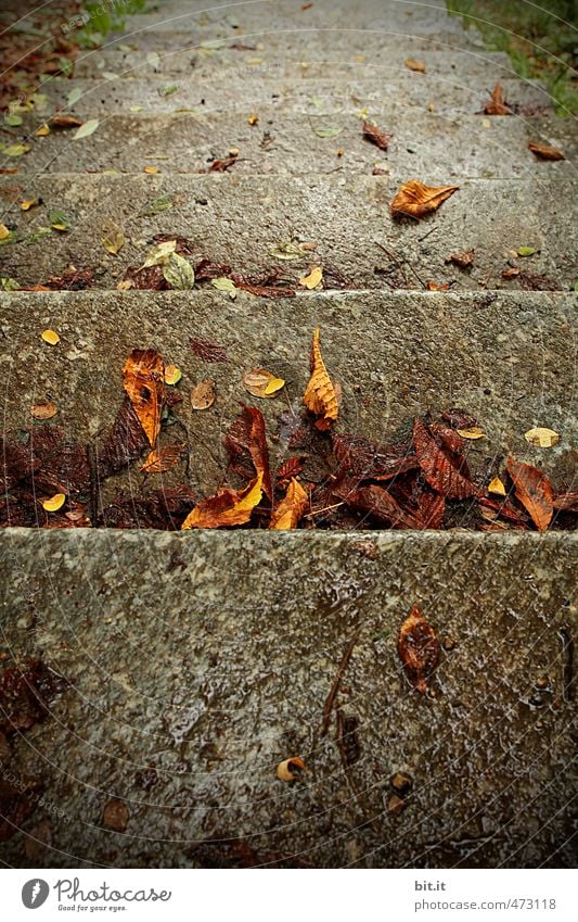 leaf staircase Calm Garden Environment Autumn Climate Rain Stairs Line Lie Cold Wet Town Brown Gray Threat Landing Seasons Many Crowd of people Downward