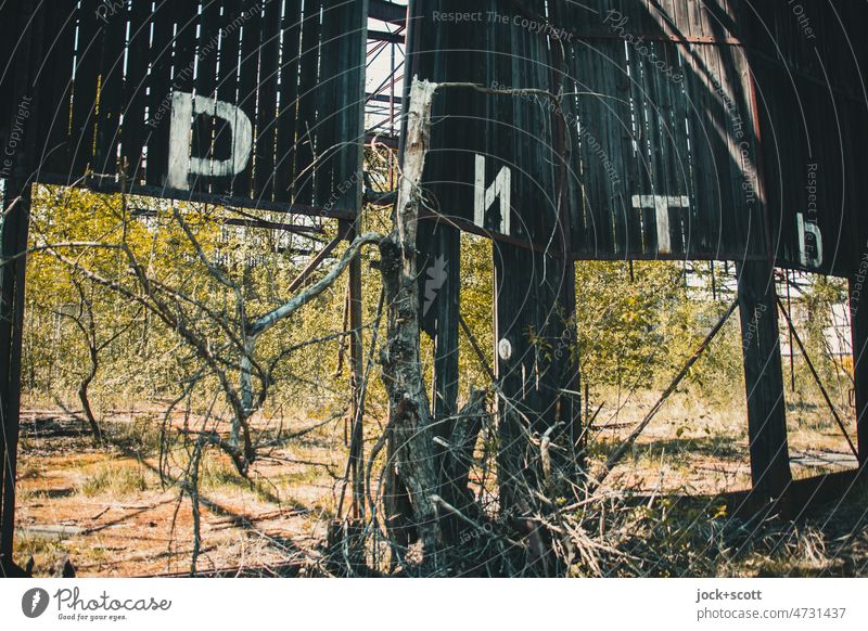 Lost Land Love ! Time gnaws at dilapidated hangar with Russian letters Apocalyptic sentiment Letters (alphabet) Twigs and branches Transience Ravages of time